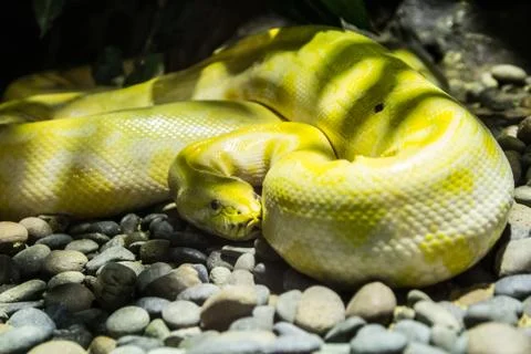 Boa constrictor Foto stock