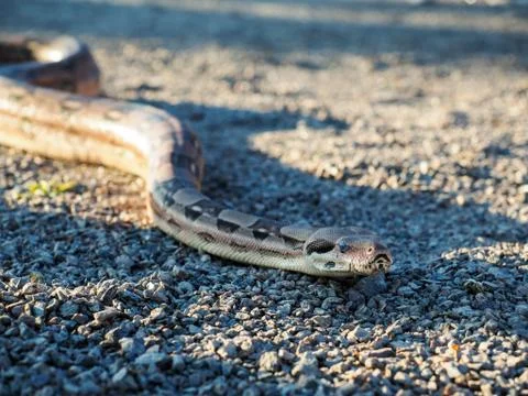 Boa constrictor Stock-Fotos