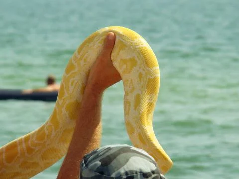 Boa constrictor 写真素材