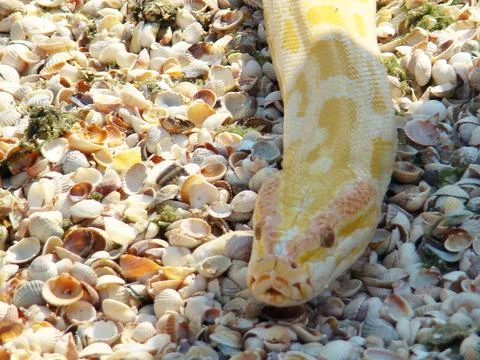 Boa constrictor 스톡 사진