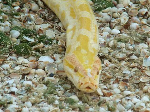 Boa constrictor 写真素材