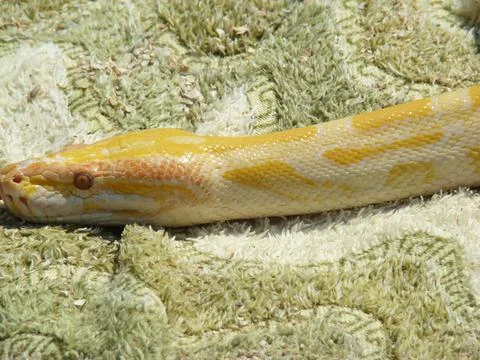 Boa constrictor 写真素材