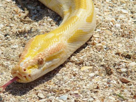 Boa constrictor 写真素材