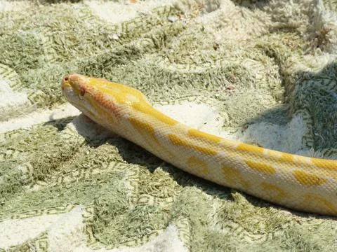 Boa constrictor 写真素材