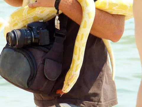 Boa constrictor 写真素材