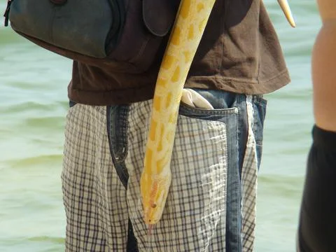 Boa constrictor 写真素材