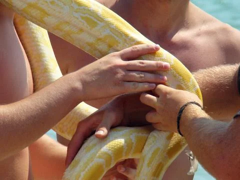 Boa constrictor Stock Photos