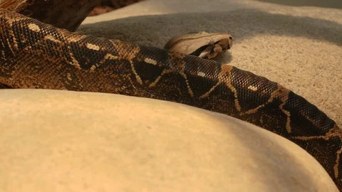 Boa constrictor, python crawling by Stock Footage 117809853