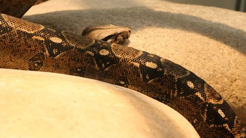 Boa constrictor, python crawling by Video stock 117809861