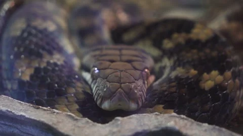 Boa Constrictor Relaxing on Warm Rocks with Shiny Scales Stock Footage 306654762