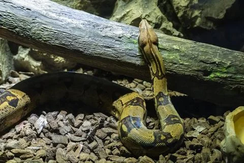 Boa Constrictor Resting on Forest Floor in Terrarium Фото