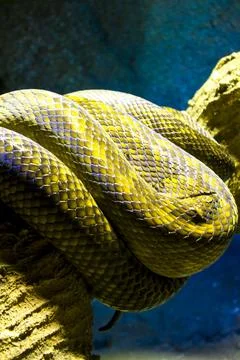 Boa constrictor skin with textures Stock Photos