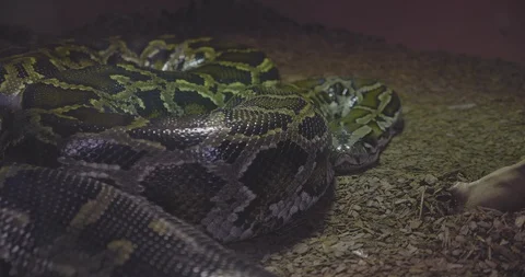 A Boa Constrictor sleeping in her terrarium Stock Footage 103354815