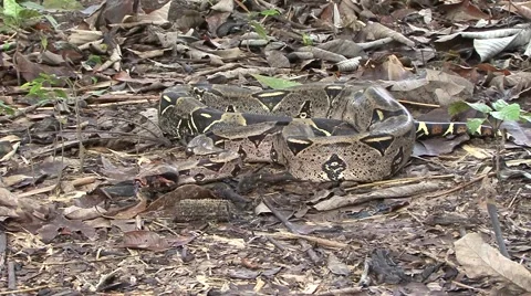 Boa Constrictor slither on leaf litter on rainforest floor Stock Footage 56151951
