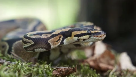 The boa constrictor slowly raises its head in close-up. The snake lies in the Stock-Footage 156746520
