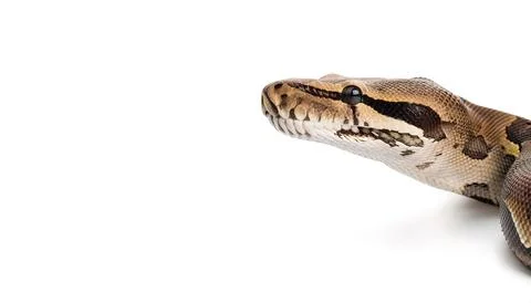 Boa constrictor snake also known as the common boa, is a species of large, .. Foto stock