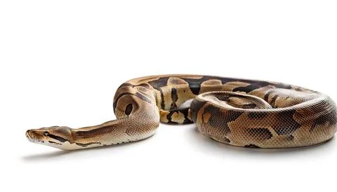 Boa constrictor snake also known as the common boa, is a species of large, .. Stock Photos