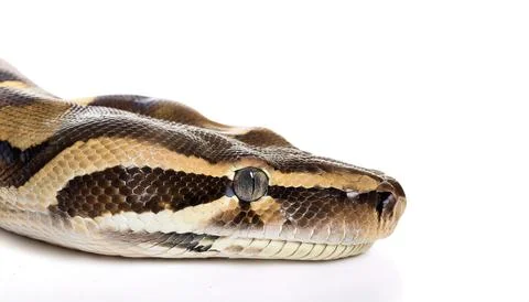 Boa constrictor snake also known as the common boa, is a species of large, .. Foto stock