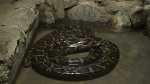 Boa Constrictor Snake Stock Footage 46111570