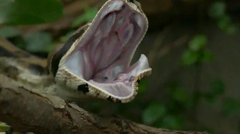 Boa constrictor snake opening its mouth, slow motion. Stock-Footage 41922538