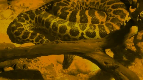 Boa constrictor snake in red glass serpentarium. HD Stock Footage 142504980