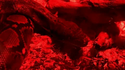 Boa constrictor snake in red glass serpentarium. HD Stock Footage 142505014