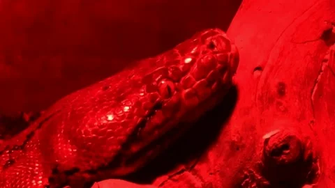 Boa constrictor snake in red glass serpentarium. HD Stock Footage 142508376