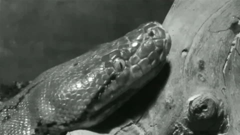 Boa constrictor snake in red glass serpentarium. HD Stock Footage 142510284
