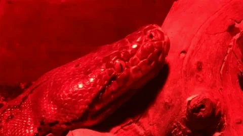 Boa constrictor snake in red glass serpentarium. HD Stock Footage 142510324