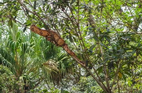 Boa constrictor snake, red-tailed boa or the common boa. Hanging on tree Stock Photos