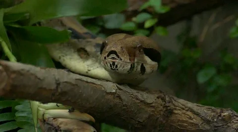 Boa constrictor snake showing its forked tongue slow motion. 動画素材 41923665