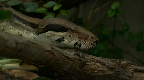 Boa constrictor snake showing its forked tongue. Stock-Footage 41924978