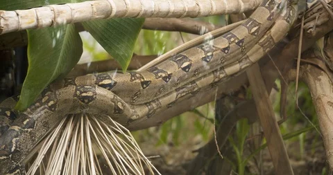 A boa constrictor snake slithering up a tree in its rainforest habitat. Stock Footage 100226272