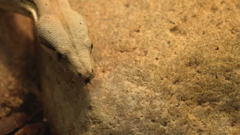 Boa constrictor snake slowly crawling  Stock Footage 258853494