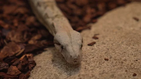 Boa constrictor snake slowly crawling  Stock Footage 258853572