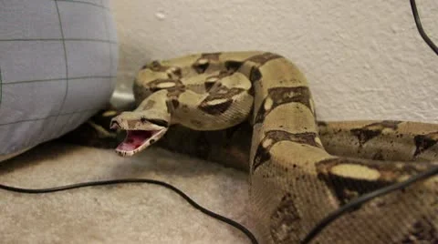 Boa Constrictor Trapped in the House HD Stock Footage 10683750