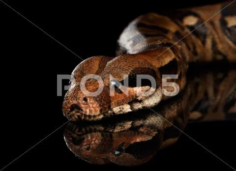 The Boa constrictors, isolated on black background Stock Photos