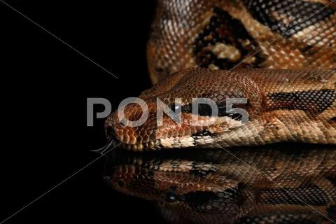 The Boa constrictors, isolated on black background Stock Photos