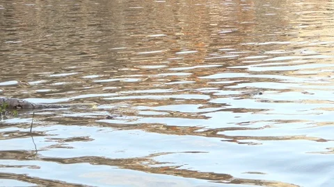 Boa dead in the water. 4k 스톡 동영상 93819554