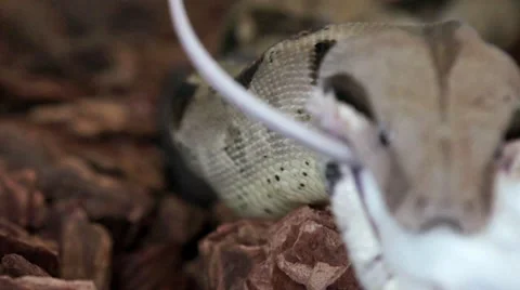 Boa Eating a Mouse HD Stock Footage 7735290