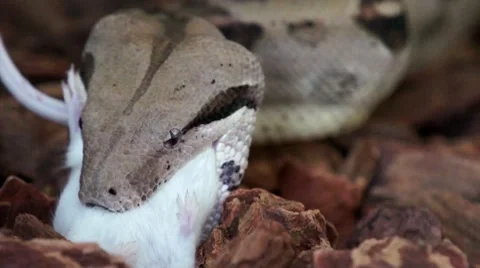 Boa Eating a Mouse HD Stock Footage 7747625