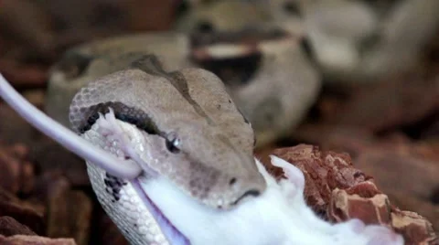 Boa Eating a White Mouse HD Stock Footage 7747676