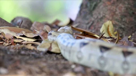 Boa in the Forest HD Vidéo 5964624