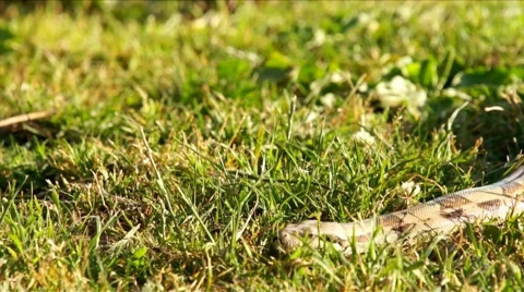 Boa in the Grass HD Stock Footage 5604137