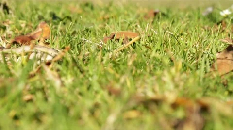 Boa in the Grass HD Vidéo 5700976