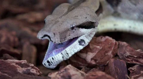 Boa HD Stock Footage 7746758