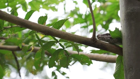 Boa head Stock Footage 128574604