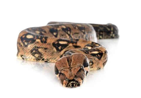 Boa imperator in studio Stock Photos