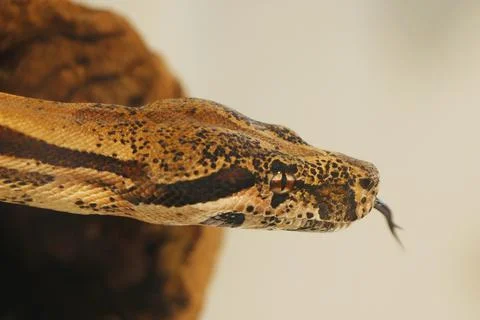 Boa or python snake head in close up Stock Photos