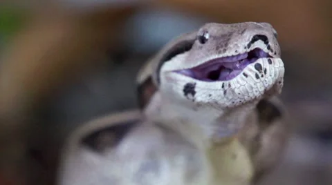 Boa Pushing Down its Prey HD Stock Footage 7746767